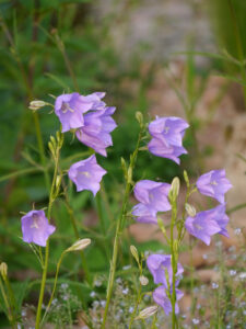 Jörg Diebels Naturgarten am Vogelsberg, im Kiesgarten