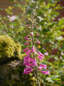 Jörg Diebels Naturgarten am Vogelsberg, im Kiesgarten
