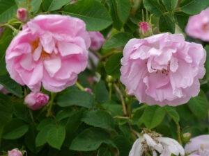 Jörg Diebels Naturgarten am Vogelsberg, Rosen rund um den Kiesgarten