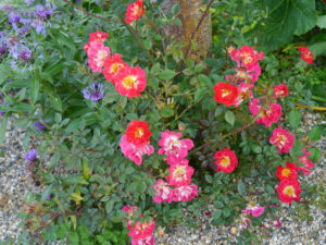 Jörg Diebels Naturgarten am Vogelsberg, Rosen rund um den Kiesgarten