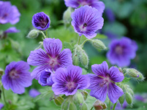 Jörg Diebels Naturgarten am Vogelsberg, das abschließende Beet auf dem Hofplatz