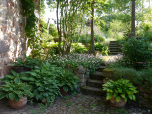 Jörg Diebels Naturgarten am Vogelsberg, der Hosta-Topfgarten
