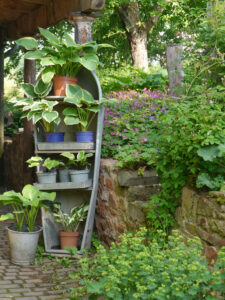 Jörg Diebels Naturgarten am Vogelsberg, der Hosta-Topfgarten