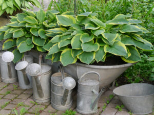 Jörg Diebels Naturgarten am Vogelsberg, der Hosta-Topfgarten