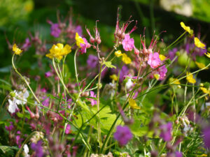 Jörg Diebels Naturgarten am Vogelsberg, der Aufgang am Mauerbeet