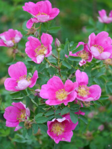 Jörg Diebels Naturgarten am Vogelsberg, im wieder finden sich Rosen