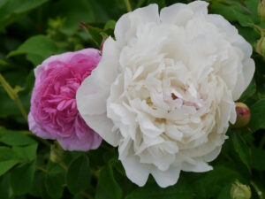 Jörg Diebels Naturgarten am Vogelsberg, Päonien und Rosen sind schöne Partner