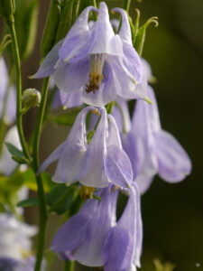 Jörg Diebels Naturgarten am Vogelsberg, im Akeleienmeer