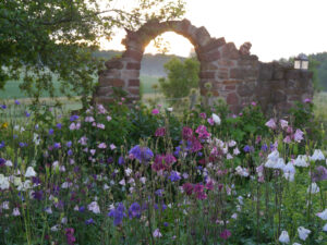 Jörg Diebels Naturgarten am Vogelsberg, Abendstimmung im Akeleienmeer