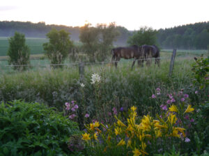 Jörg Diebels Naturgarten am Vogelsberg, Abendstimmung im Akeleienmeer und auf der Pferdekoppel des Nachbarn