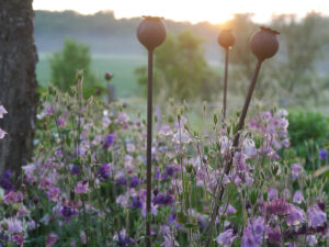 Jörg Diebels Naturgarten am Vogelsberg, Abendstimmung im Akeleienmeer