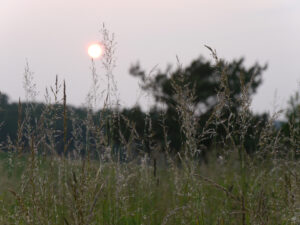 Jörg Diebels Naturgarten am Vogelsberg, Abendstimmung im Garten