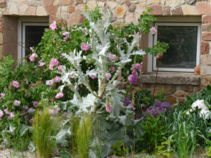 Jörg Diebels Naturgarten am Vogelsberg, im Kiesgarten