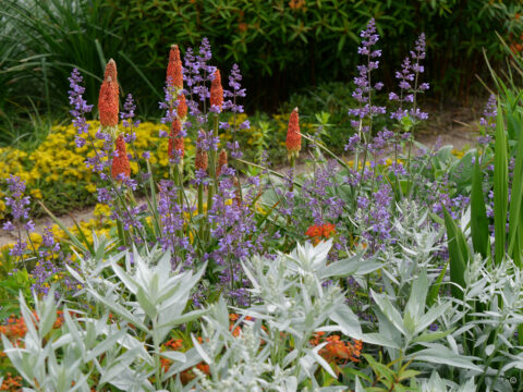 Sichtungsgarten Weihenstephan Teil 7, die Juniblüte