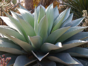 Agave ovatifolia, Stuttgarter Wilhelma