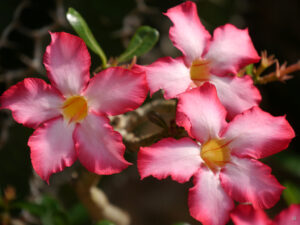 Adenium obesum, Wüstenrose, Stuttgarter Wilhelma