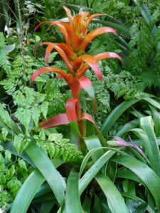 Die Bromelienausstellung in der Stuttgarter Wilhelma