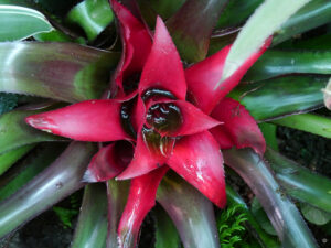 Die Bromelienausstellung in der Stuttgarter Wilhelma