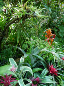 Die Bromelienausstellung in der Stuttgarter Wilhelma