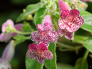Gloxinie in der Stuttgarter Wilhelma