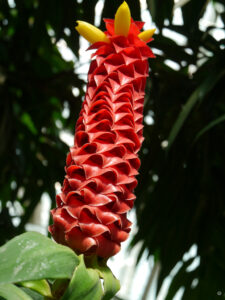 Costus barbatus, Kostwurz, Stuttgarter Wilhelma