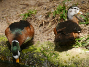 Afrikanische Zwergglanzgans, Nettapus auritus, Stuttgarter Wilhelma