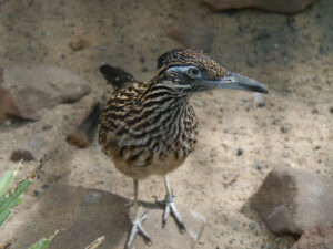 Wegekuckuck, Geococcyx californianus, Stuttgarter Wilhelma