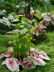 Exotische Pflanzen rund um den Koi-Teich