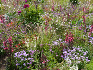 Annuellenbeet im Freigelände der Wilhelma Stuttgart 