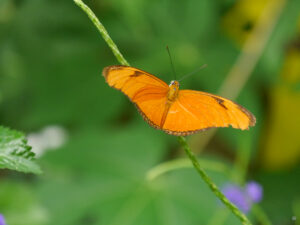 Dryas iulia, Fackel, Julia, Stuttgarter Wilhelma