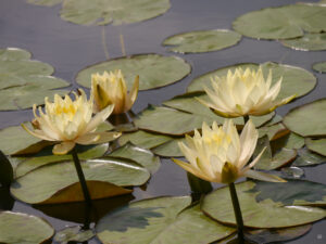 Seerosenteich der Stuttgarter Wilhelma