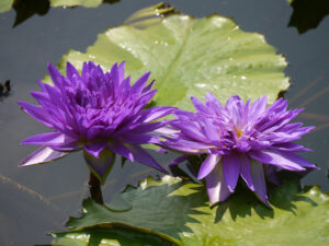 Seerosenteich der Stuttgarter Wilhelma