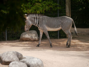 Grevyzebra, Equus grevyi, Stuttgarter Wilhelma