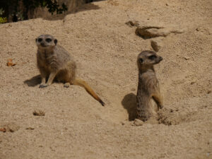 Erdmännchen, Suricata suricatta, Stuttgarter Wilhelma