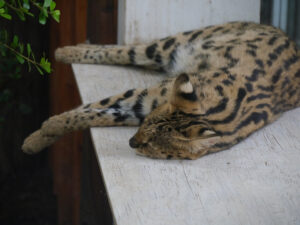 Serval, Leptailurus serval, Stuttgarter Wilhelma