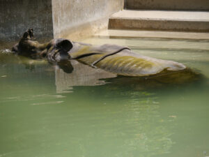 Rhinozeros beim Erfrischungsbad in der Stuttgarter Wilhelma