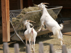 Weiße Ziegen bei der Nachmittagsbrotzeit in der Stuttgarter Wilhelma
