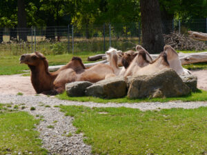 Kamele beim Wiederkäuen in der Stuttgarter Wilhelma