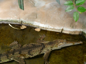 Australien-Krokodil, Stuttgarter Wilhelma