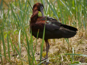 Brauner Sichler, Plegadis falcinellus, Stuttgarter Wilhelma
