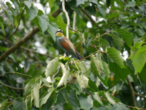 Bienenfresser, Merops apiaster, Stuttgarter Wilhelma