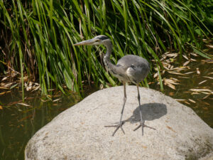 Fischreiher finden sich überall in der Stuttgarter Wilhelma