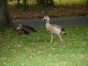 Überall finden sich Gänse und Enten in der Stuttgarter Wilhelma