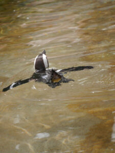 Der Brillenpinguin schwimmt in die Dusche in der Stuttgarter Wilhelma