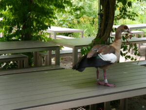 Im Restaurant versucht dieser Schlaukopf an Fressen zu kommen.