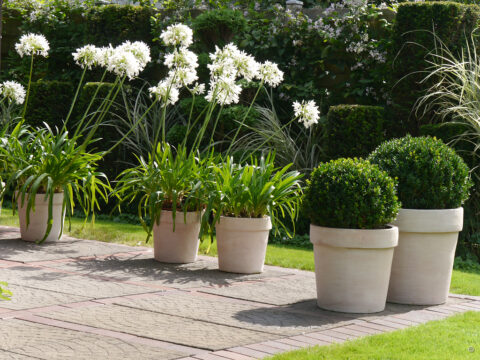Weiße Agapanthus in Privatgarten