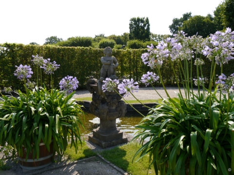 Agapanthus im Schlosspark Hannover