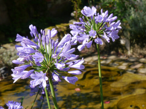Agapanthus in Privatgarten