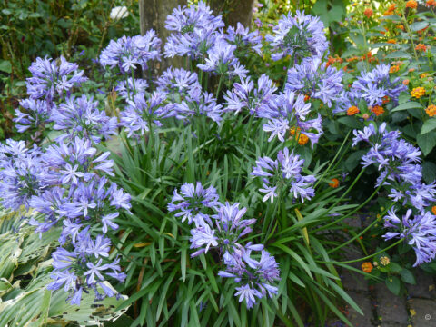 Agapanthus Hybride in Privatgarten