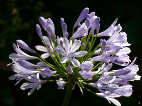 Agapanthus Hybride aus Wurzerlsgarten